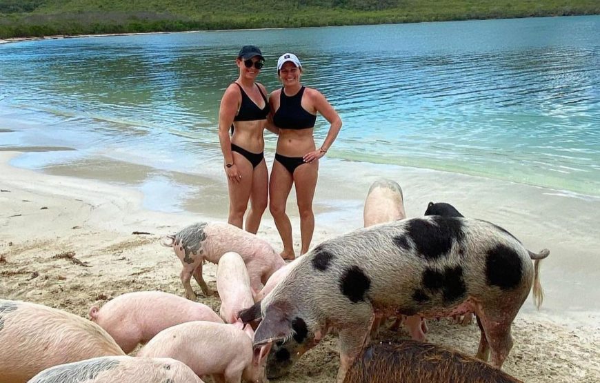 Pig’s Paradise Antigua