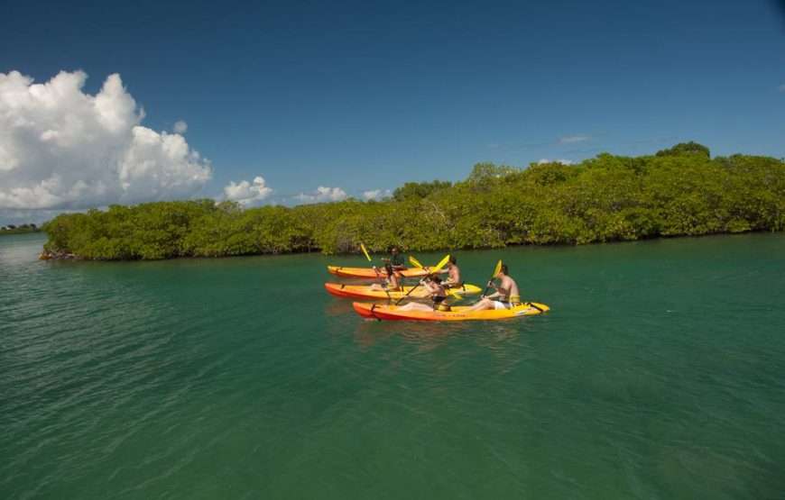 Stingray City I Kayaking Tour