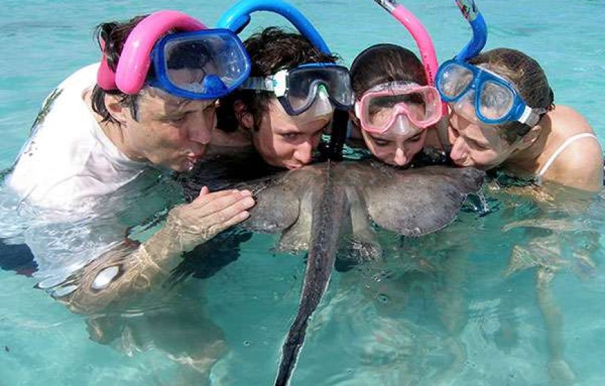 Stingray City I Sting Ray Tour