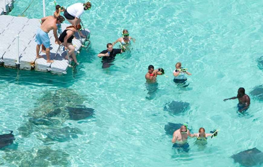 Stingray City I Sting Ray Tour