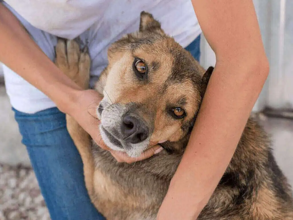 Dog-with-Owner